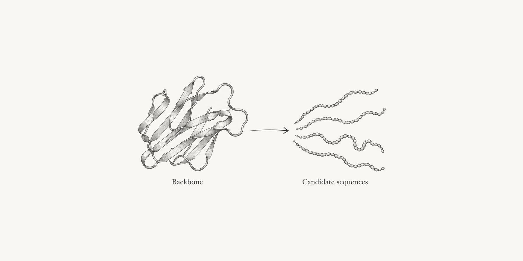 Antibody backbone connected to candidate peptide sequences for inverse folding.