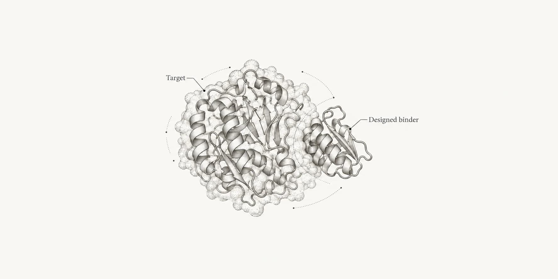 Conceptual ink illustration of a small designed protein binder contacting a larger target protein, with fine scientific drafting guides.