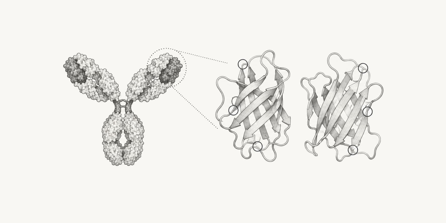 Ink illustration of an antibody and enlarged variable domains with framework sites highlighted.