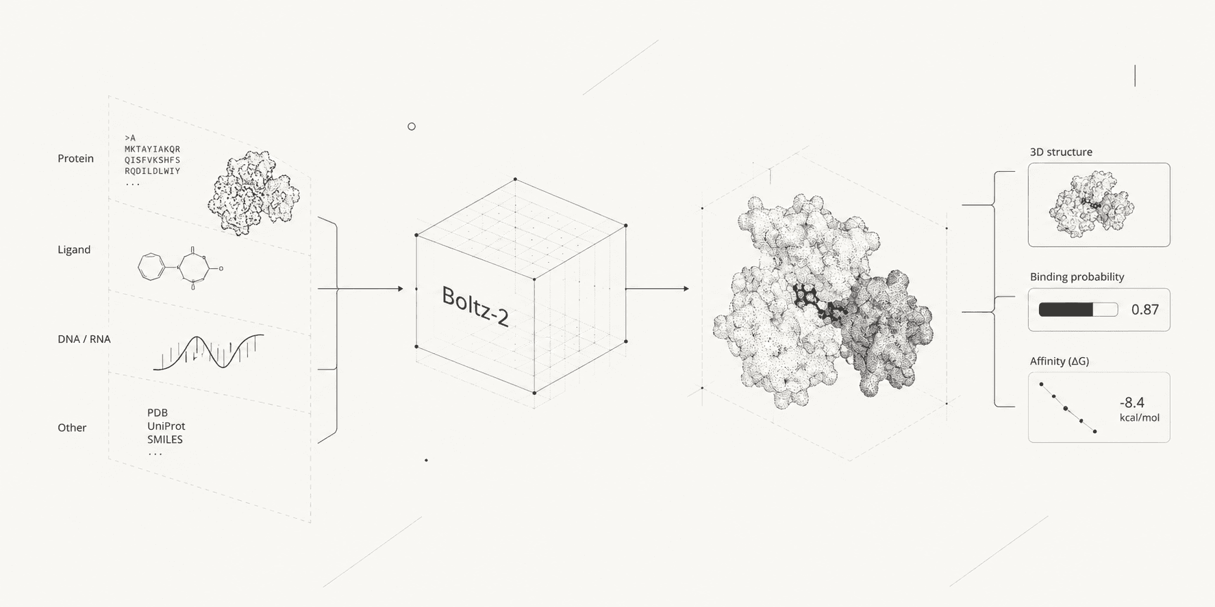 Conceptual Boltz-2 workflow showing protein, ligand, DNA, RNA, and database inputs producing a predicted 3D complex, binding probability, and affinity estimate.