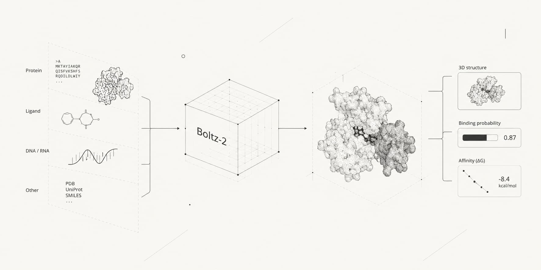 Conceptual Boltz-2 workflow showing protein, ligand, DNA, RNA, and database inputs producing a predicted 3D complex, binding probability, and affinity estimate.