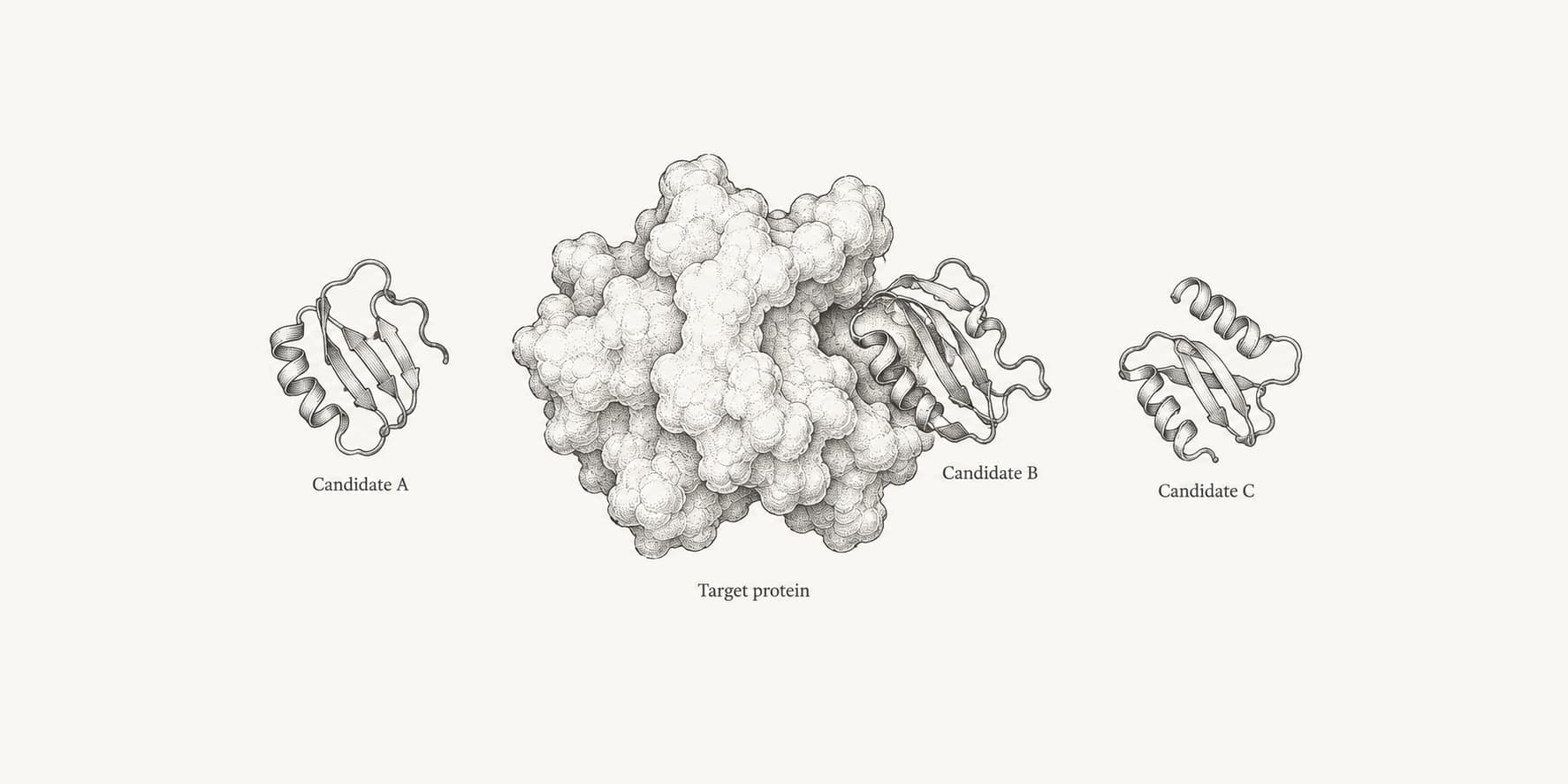 Ink illustration of several designed protein binder candidates beside a target protein.