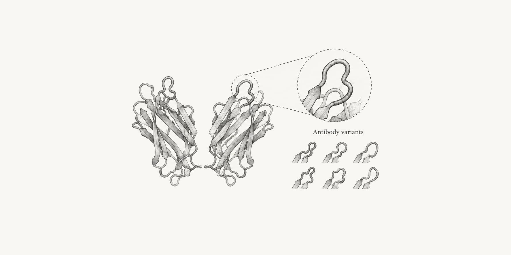 Paired antibody domains and alternative loop motifs representing variant assessment.