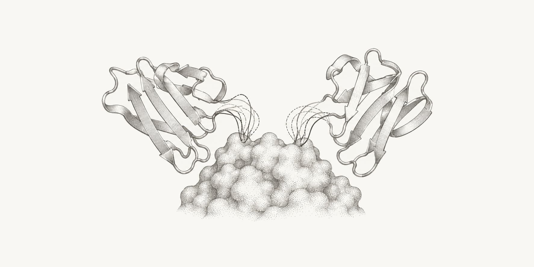 Ink illustration of alternative antibody binding loops beside an antigen surface.