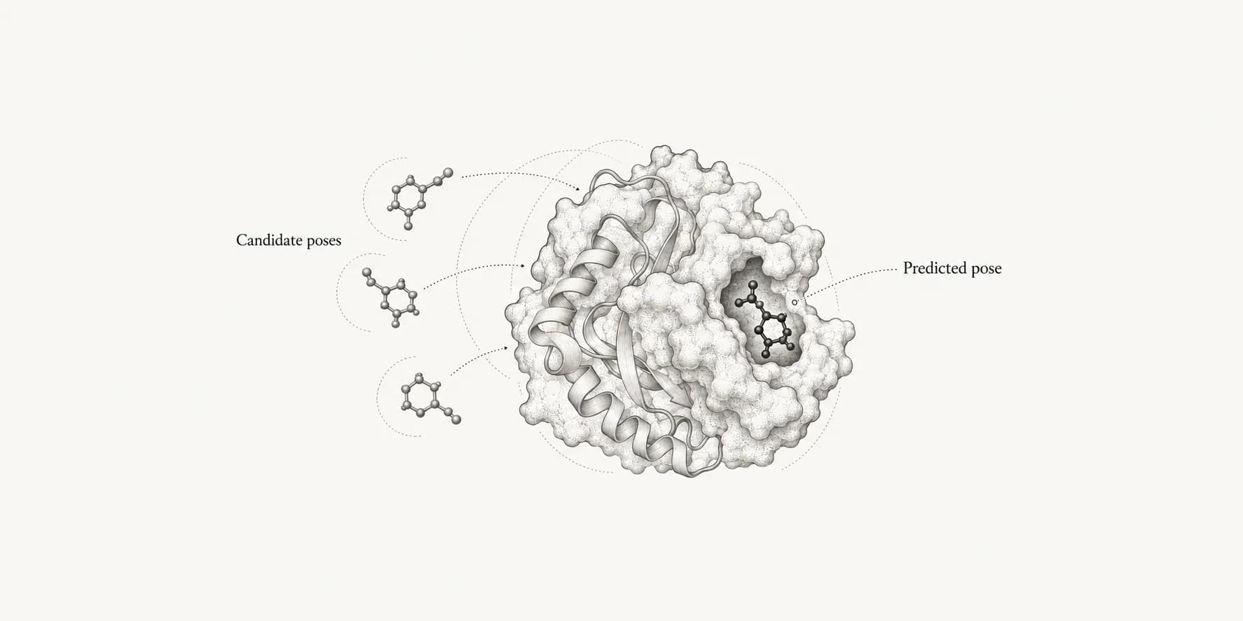 Schematic candidate ligand poses around a protein, with a predicted pose in a surface pocket.