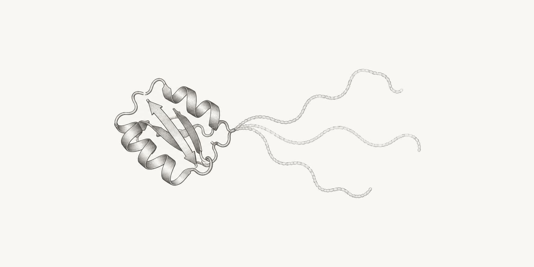 Ink illustration of a folded protein domain with a flexible tail shown in several possible conformations.