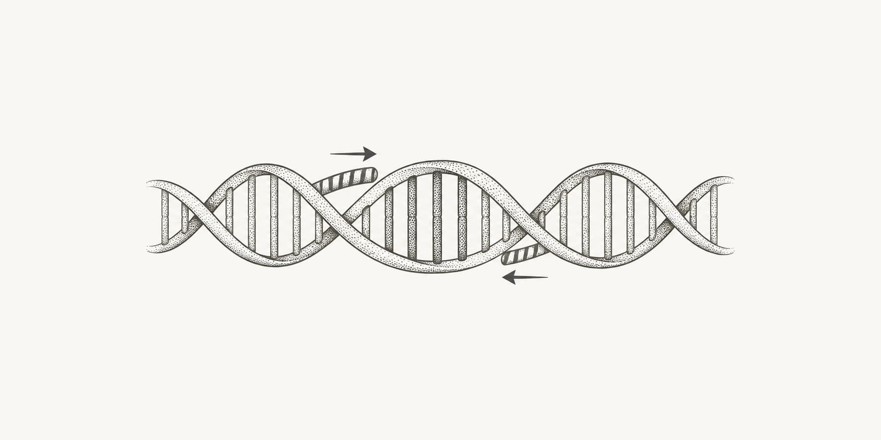 Ink illustration of two PCR primers flanking a target region on DNA.