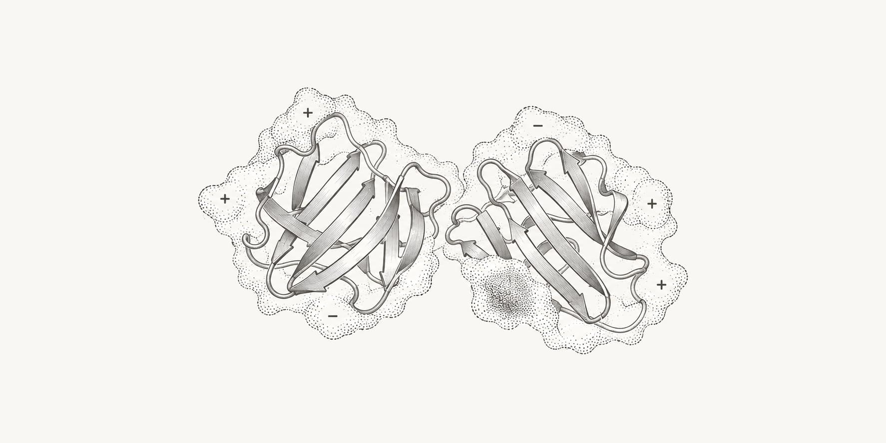 Ink illustration of antibody variable domains with charge and hydrophobic surface patches.