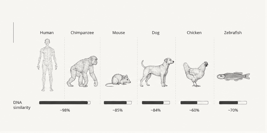 Illustration comparing a human, chimpanzee, mouse, dog, chicken, and zebrafish.