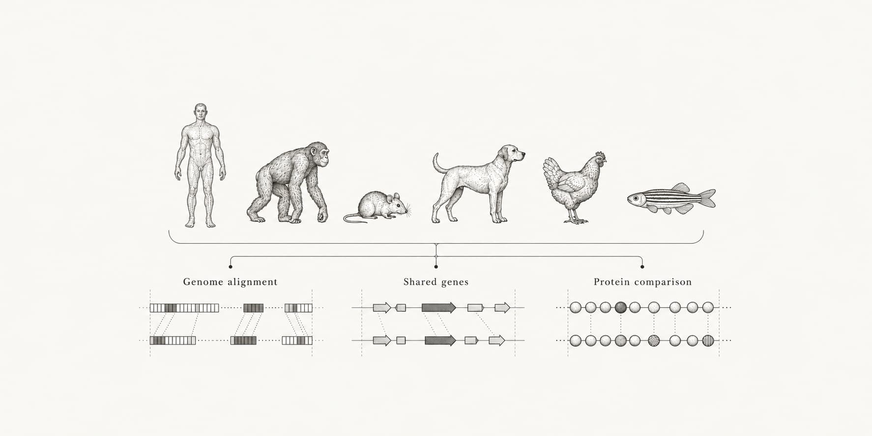 Human and animal illustrations above schematic comparisons of genome alignment, shared genes, and protein sequences.