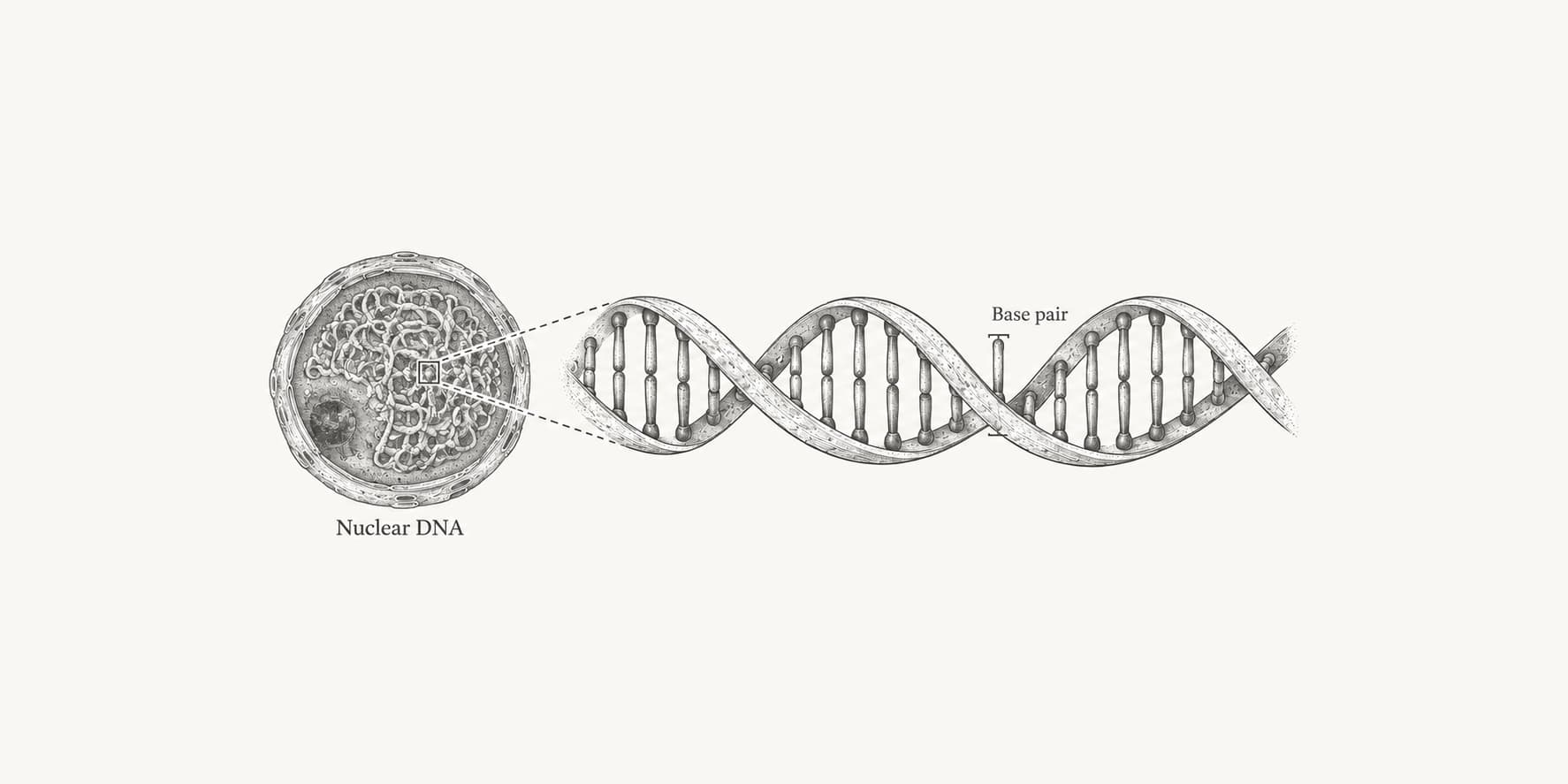 Nuclear DNA magnified to show the base pairs of a double helix.