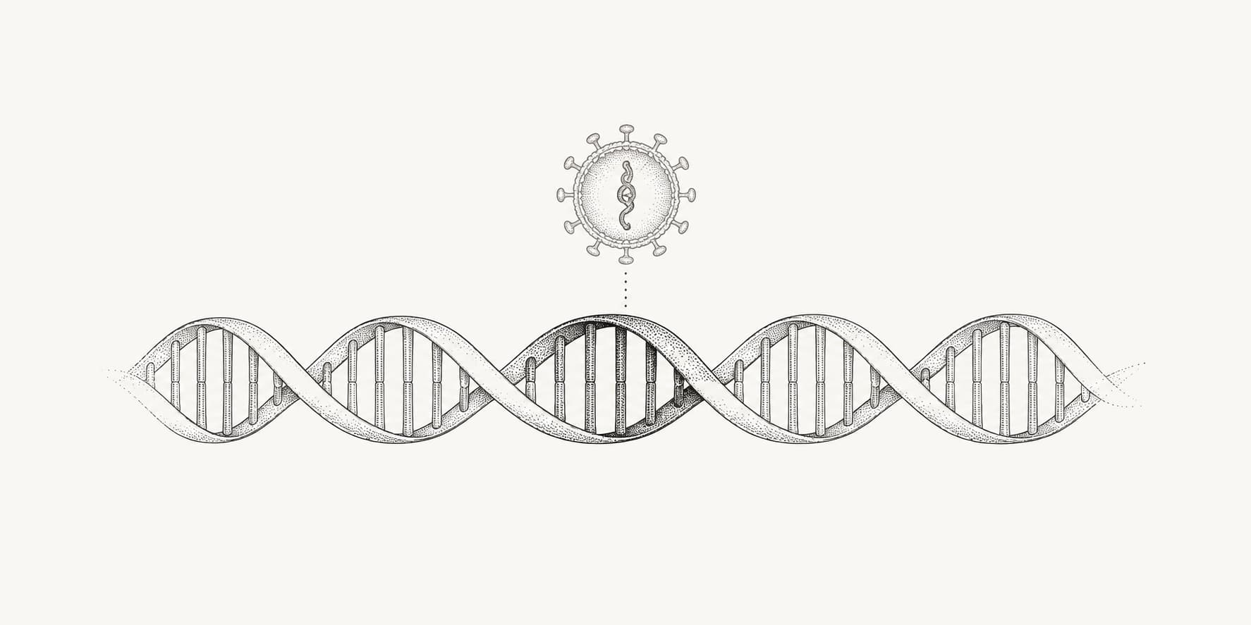 Ink illustration of a highlighted DNA segment representing inherited sequences of ancient viral origin.