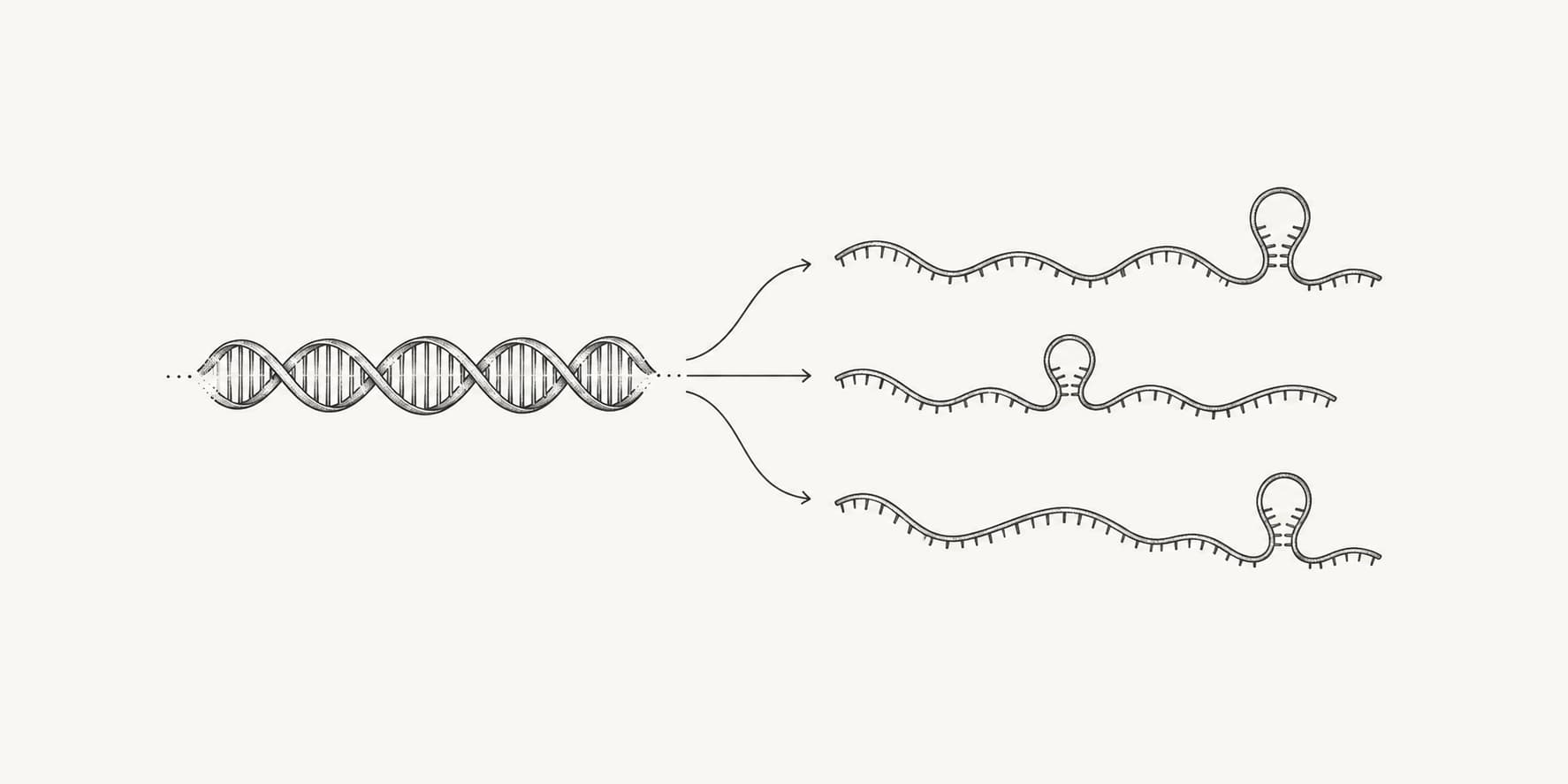 Ink illustration of one DNA gene region giving rise to different RNA transcripts.