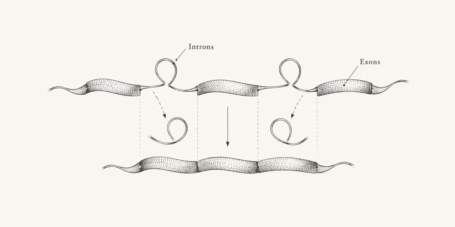 Ink illustration of RNA splicing, with intron loops removed and three exon segments joined into mature RNA.