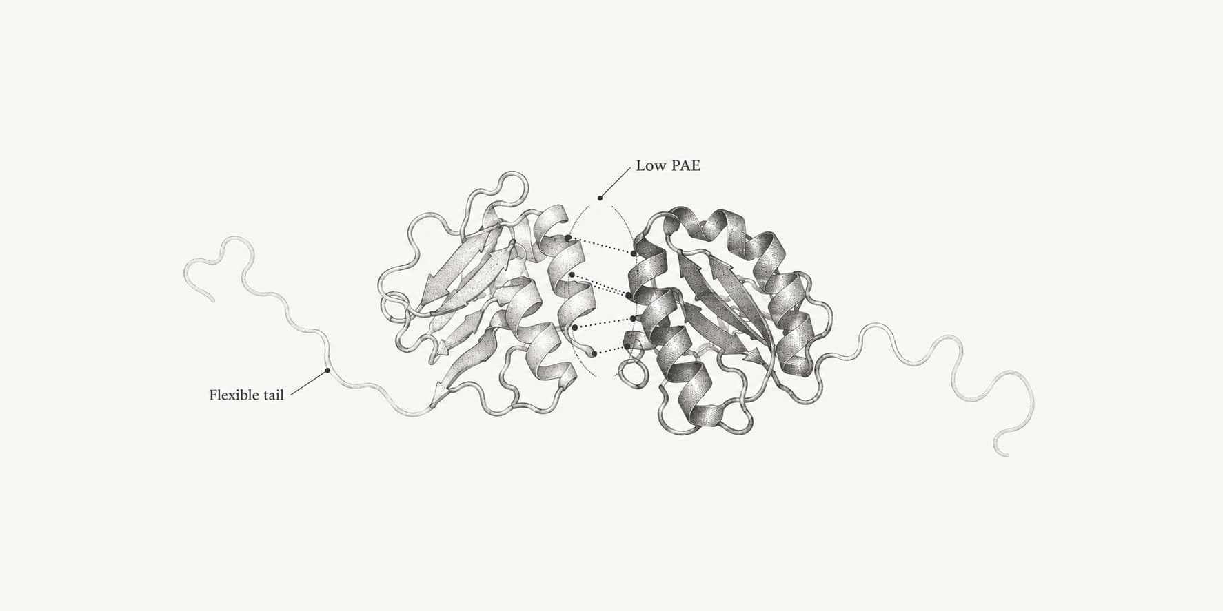 Two protein chains with low-PAE residue pairs highlighted at their interface and faint flexible tails