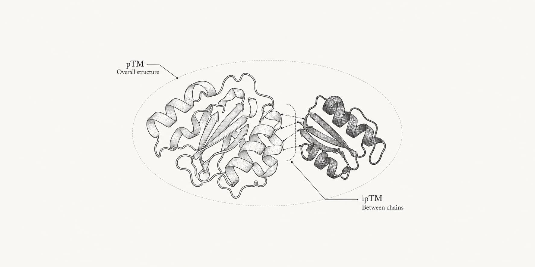 Two-chain protein complex with pTM marking the overall structure and ipTM marking relationships between chains