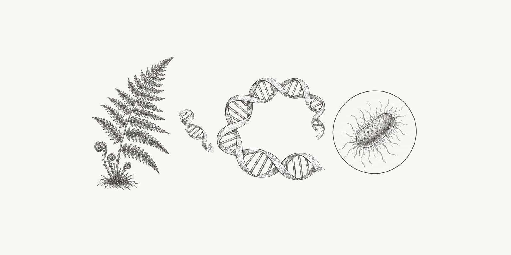 Ink illustration of a fern, DNA, and a magnified bacterium representing genome diversity.