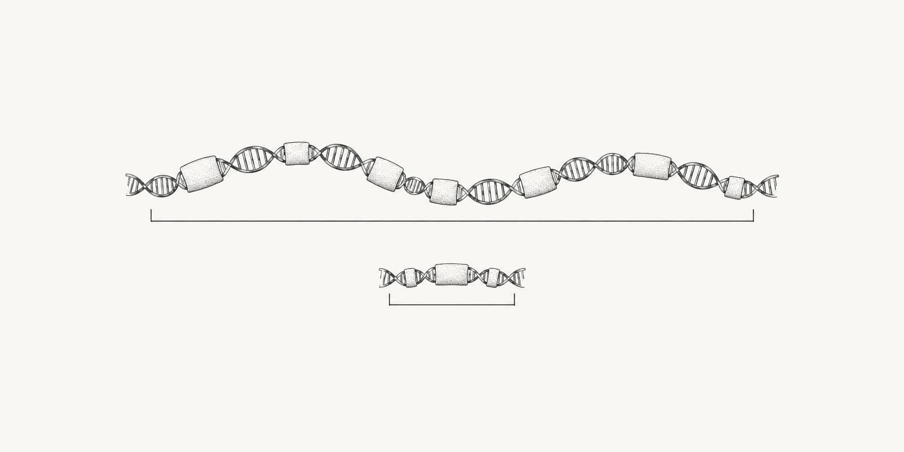 Ink illustration comparing long and short DNA gene regions with their spans marked.