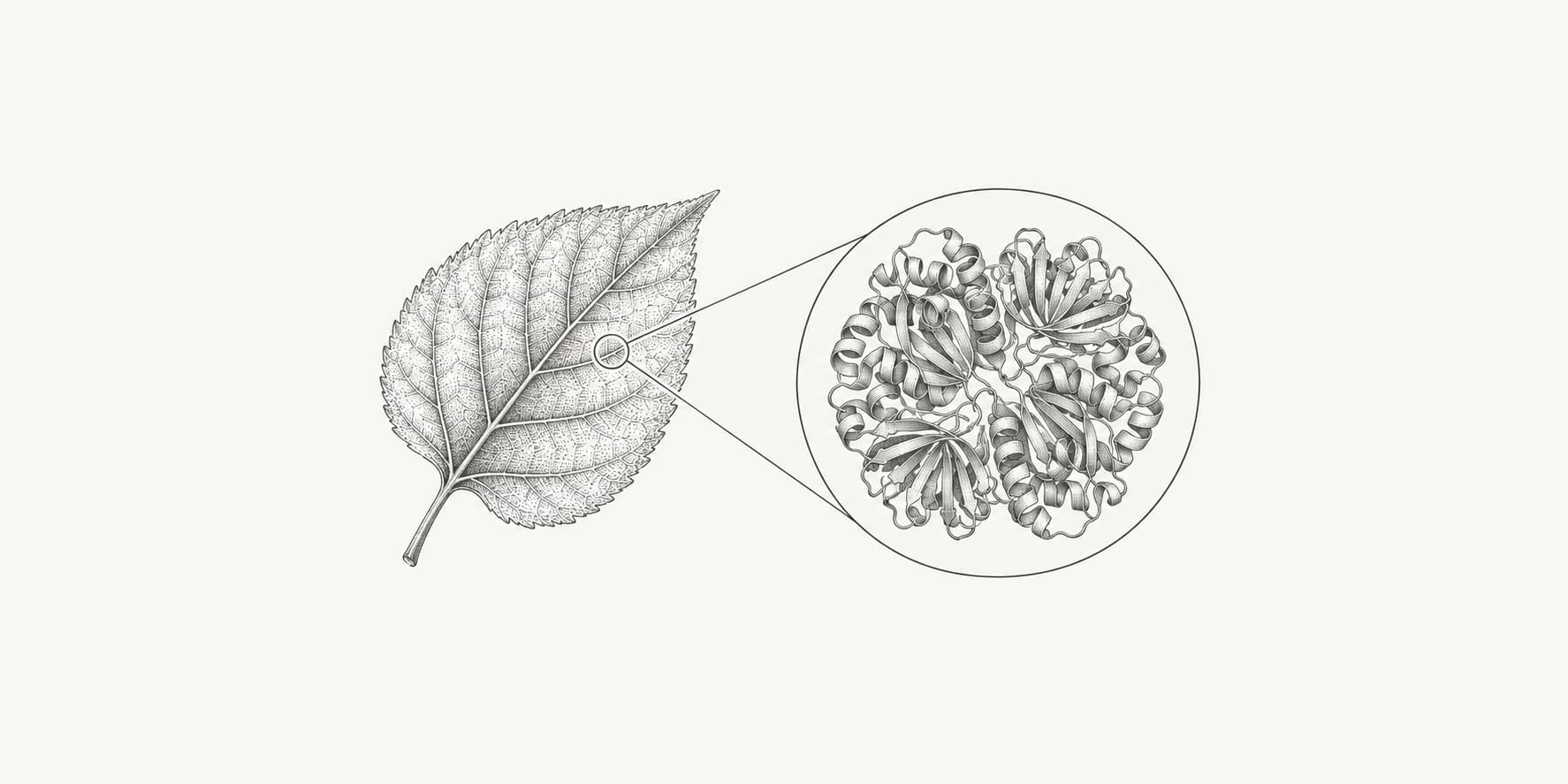 Ink illustration of a leaf and a magnified Rubisco enzyme.