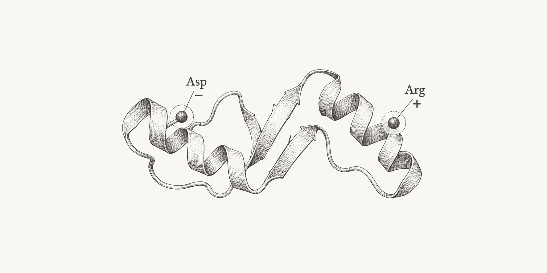 Ink illustration of a protein ribbon highlighting negatively charged aspartate and positively charged arginine sites.