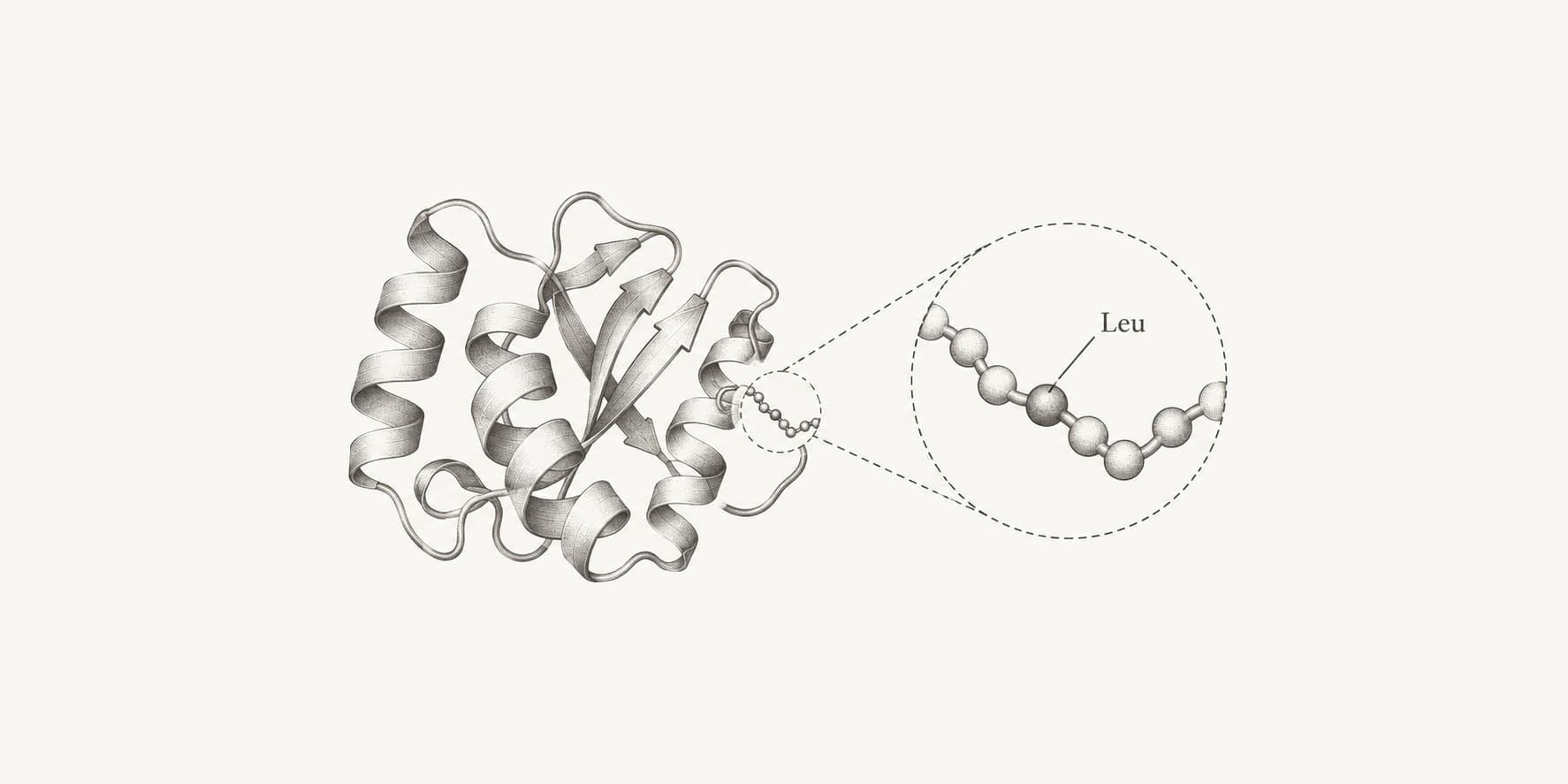 Ink illustration of a protein with a magnified chain segment highlighting leucine.