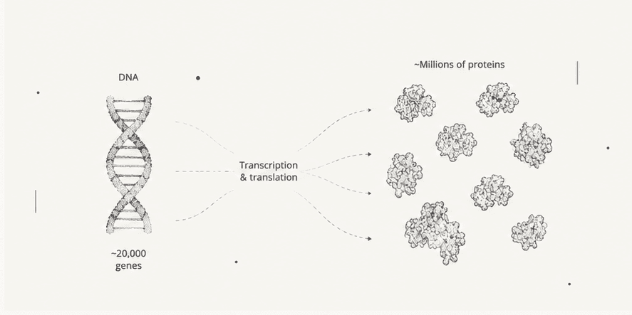 Illustration of DNA and gene expression leading to diverse proteins.