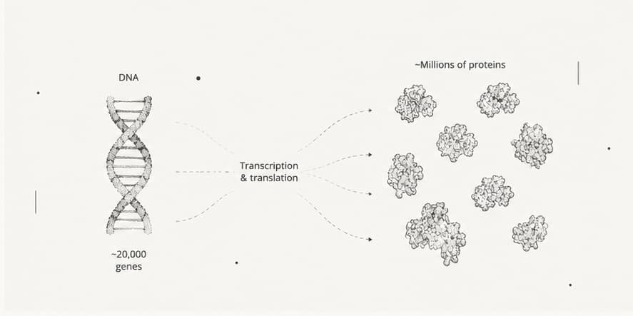 Illustration of DNA and gene expression leading to diverse proteins.