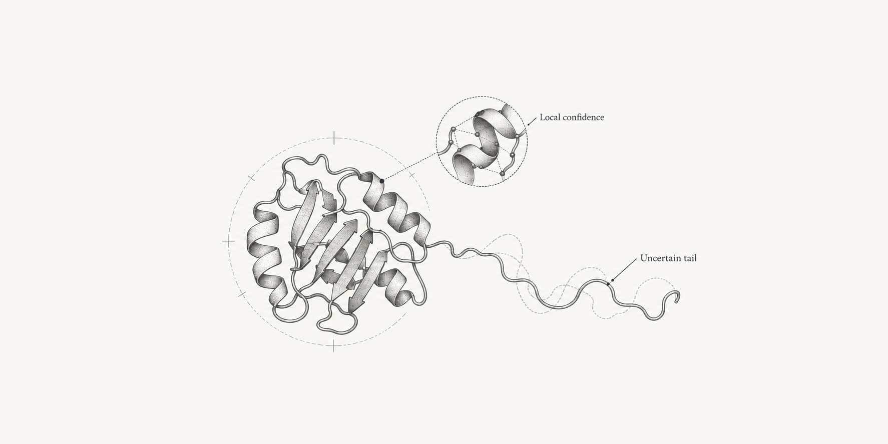 Protein ribbon with a local geometry callout and an uncertain tail, illustrating per-residue confidence