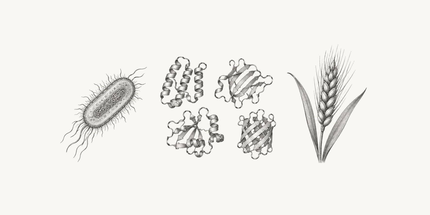 Ink illustration of a bacterium, wheat, and protein folds representing proteome diversity across species.