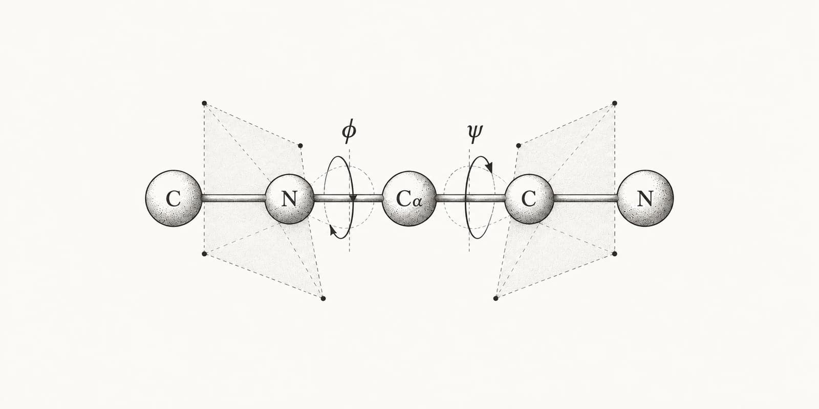 Schematic protein backbone with phi and psi rotations around the N–Cα and Cα–C bonds.