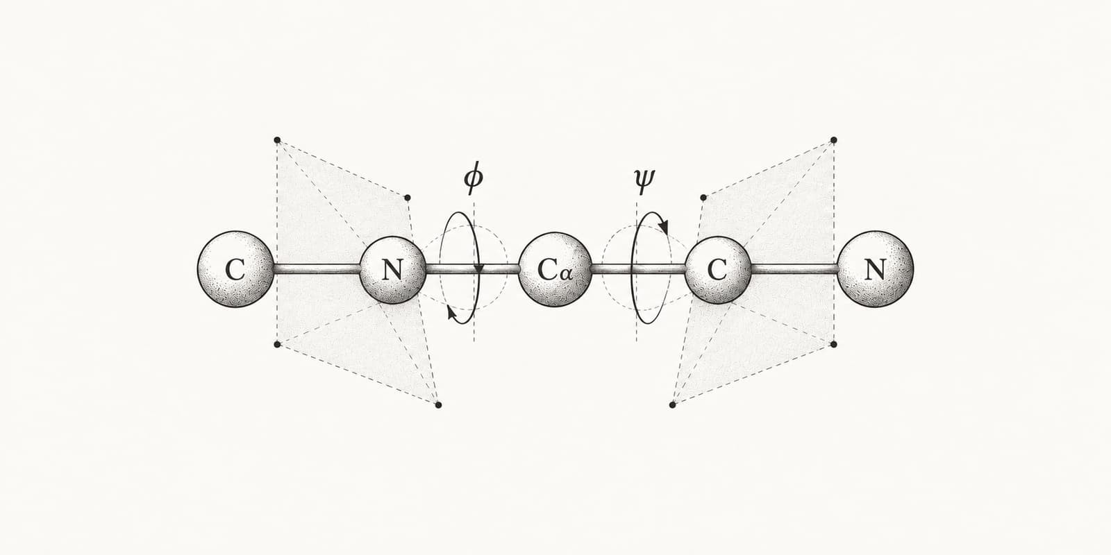 Schematic protein backbone with phi and psi rotations around the N–Cα and Cα–C bonds.