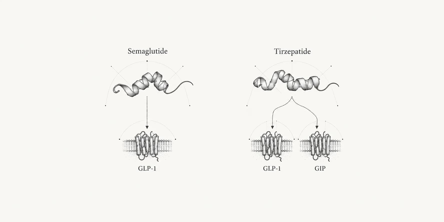 Conceptual diagram of semaglutide acting at the GLP-1 receptor and tirzepatide acting at GLP-1 and GIP receptors; molecular shapes are illustrative.