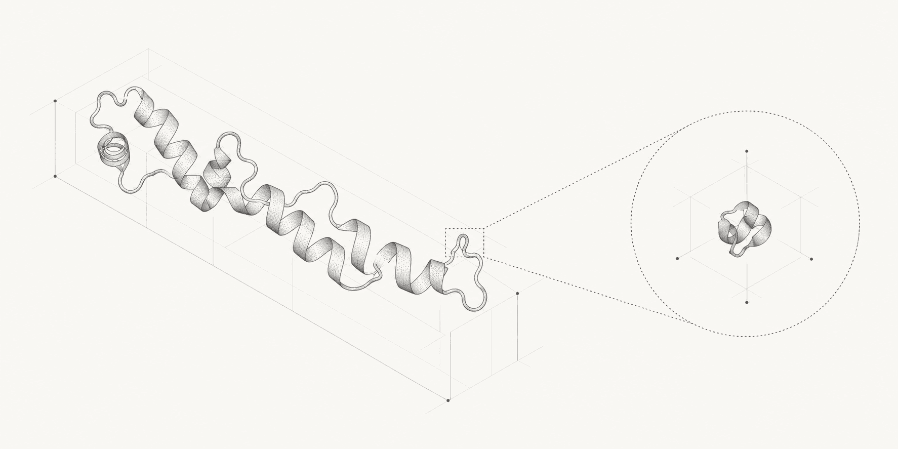 Conceptual illustration comparing a long protein ribbon with a magnified compact protein fold.