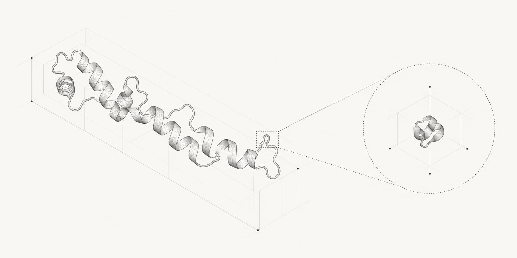 Conceptual illustration comparing a long protein ribbon with a magnified compact protein fold.