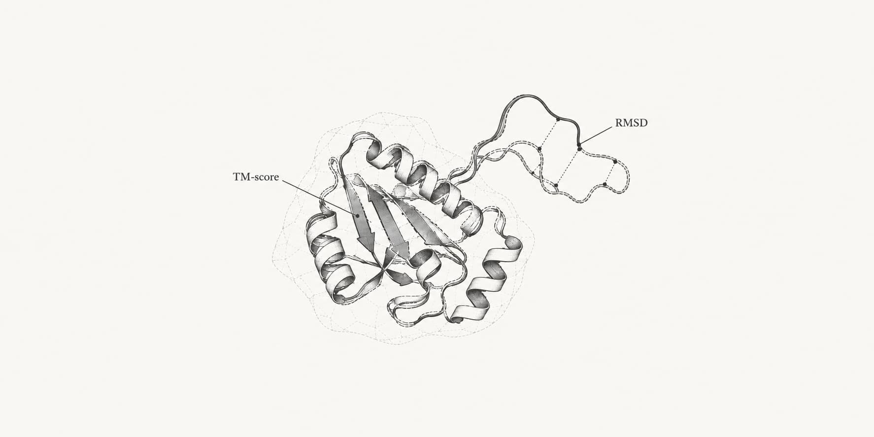 Superimposed protein folds with a shared core and displaced loop, illustrating TM-score and RMSD