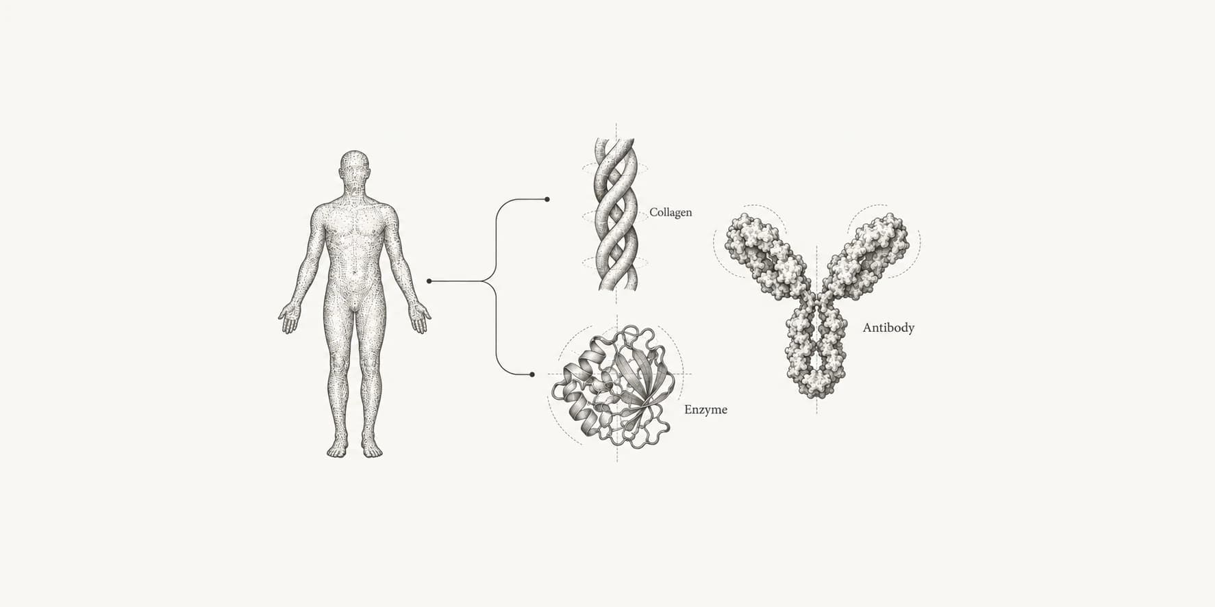 Human silhouette beside illustrations of collagen, a folded enzyme, and a Y-shaped antibody.
