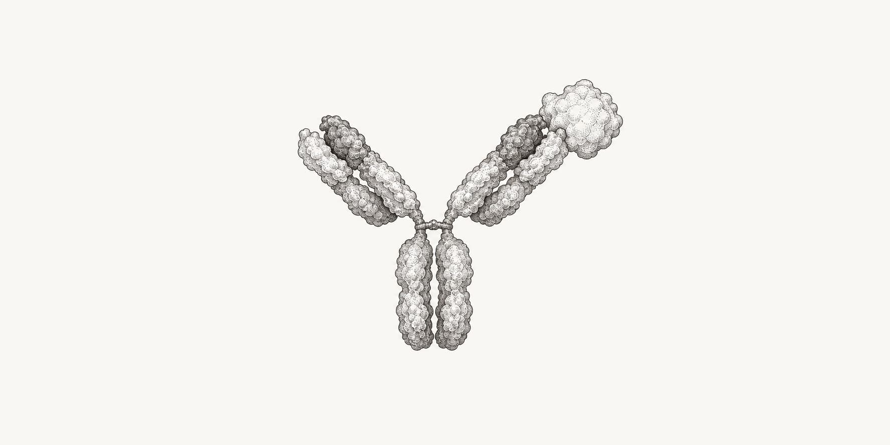 Ink illustration of a Y-shaped antibody binding a small antigen at one arm tip.