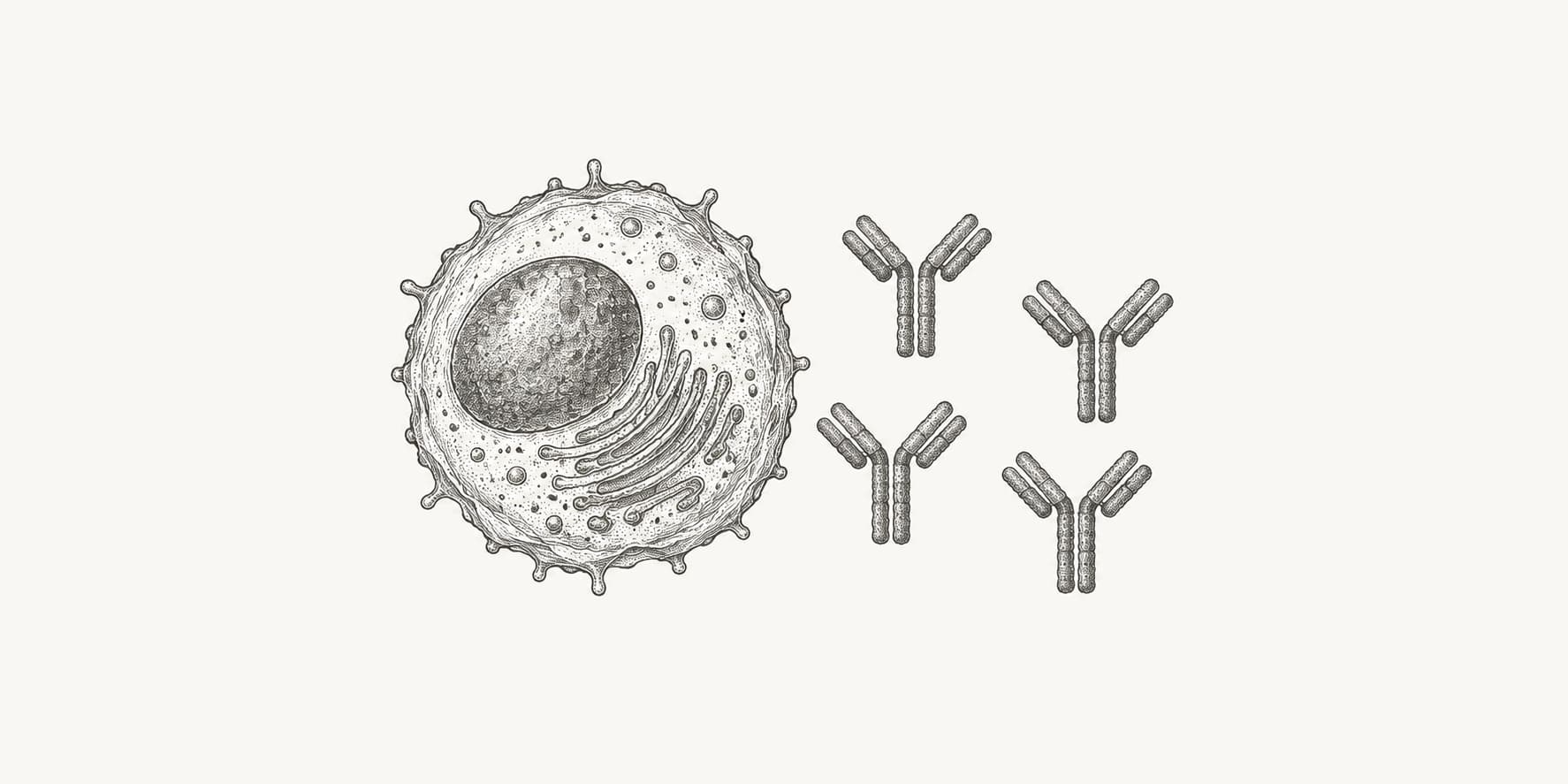 Ink illustration of an antibody-producing cell and matching Y-shaped monoclonal antibodies.