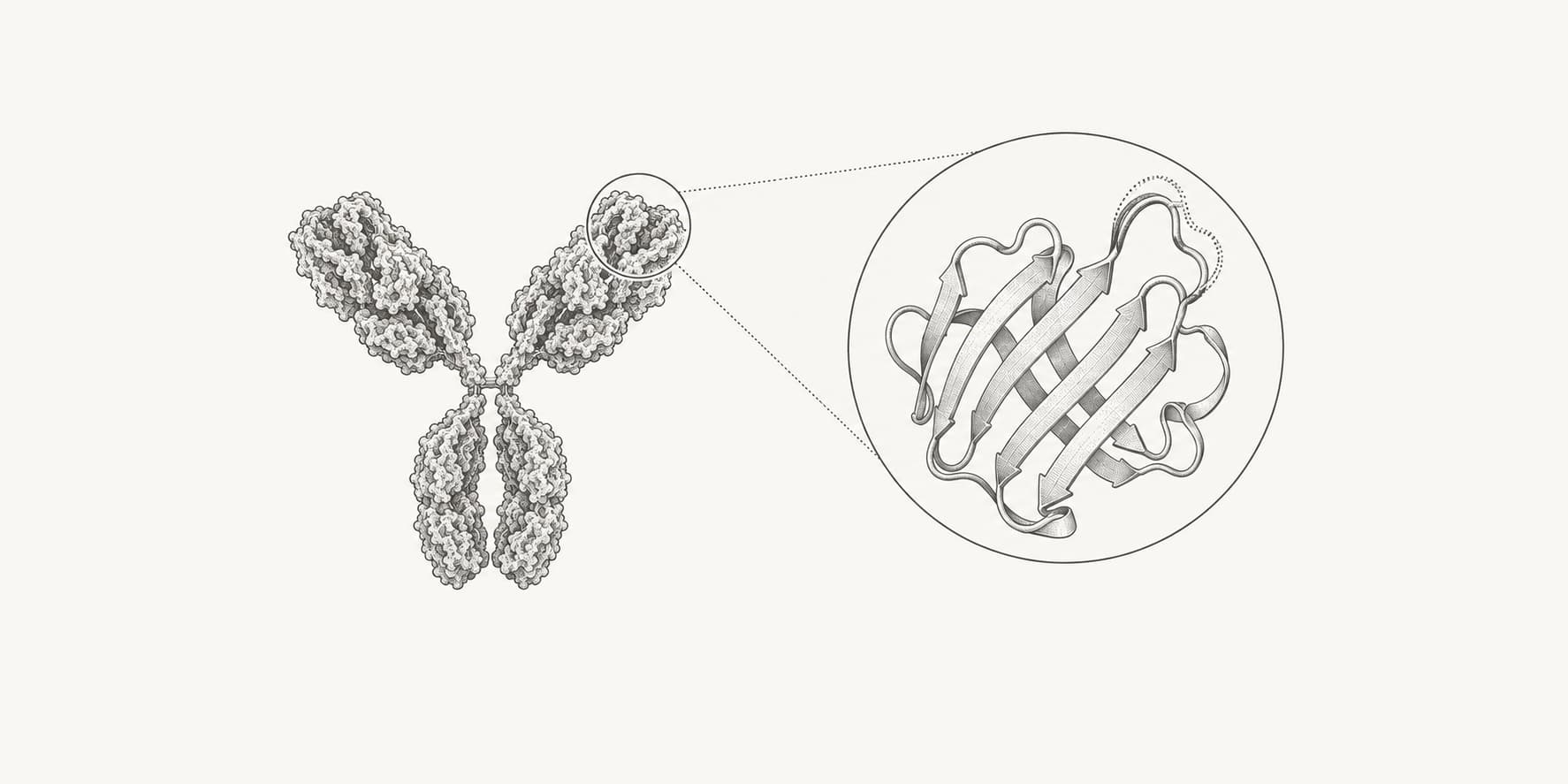 Ink illustration of an antibody and a magnified binding domain with an engineered loop.