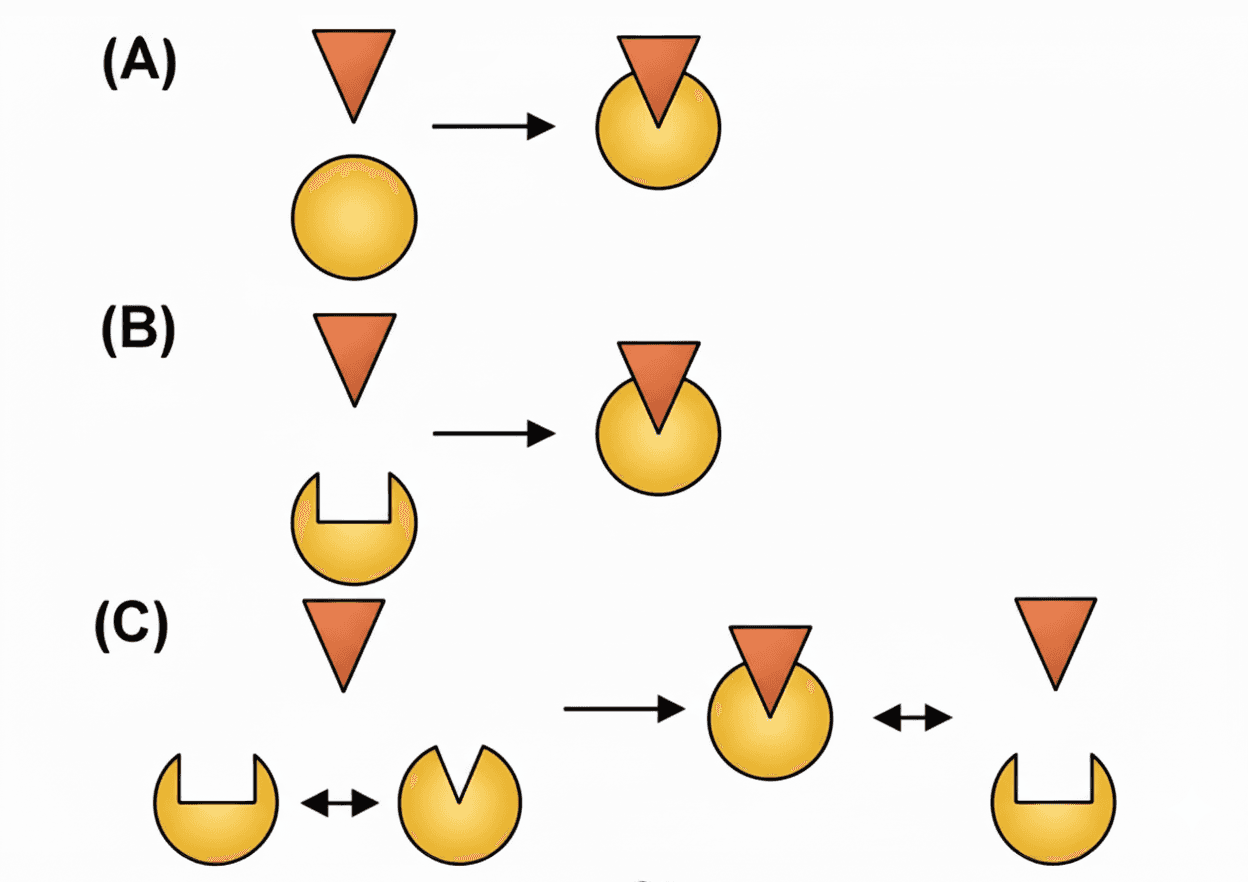 Models of molecular recognition. (A) Lock and key. No conformational changes occur upon binding. The ligand (orange) and the target (yellow) have complementary structures. (B) Induced fit. The target changes its conformation due to the interaction with the ligand. (C) Pre-existing equilibrium model. The native state is actually an ensemble of conformations, that is deformations may occur even before binding.