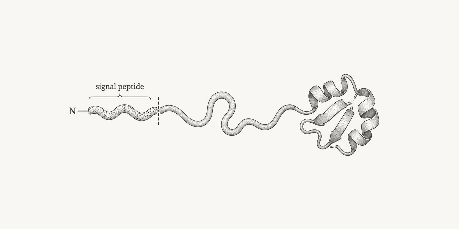 Ink illustration of a protein chain with an N-terminal signal peptide and a marked cleavage boundary.