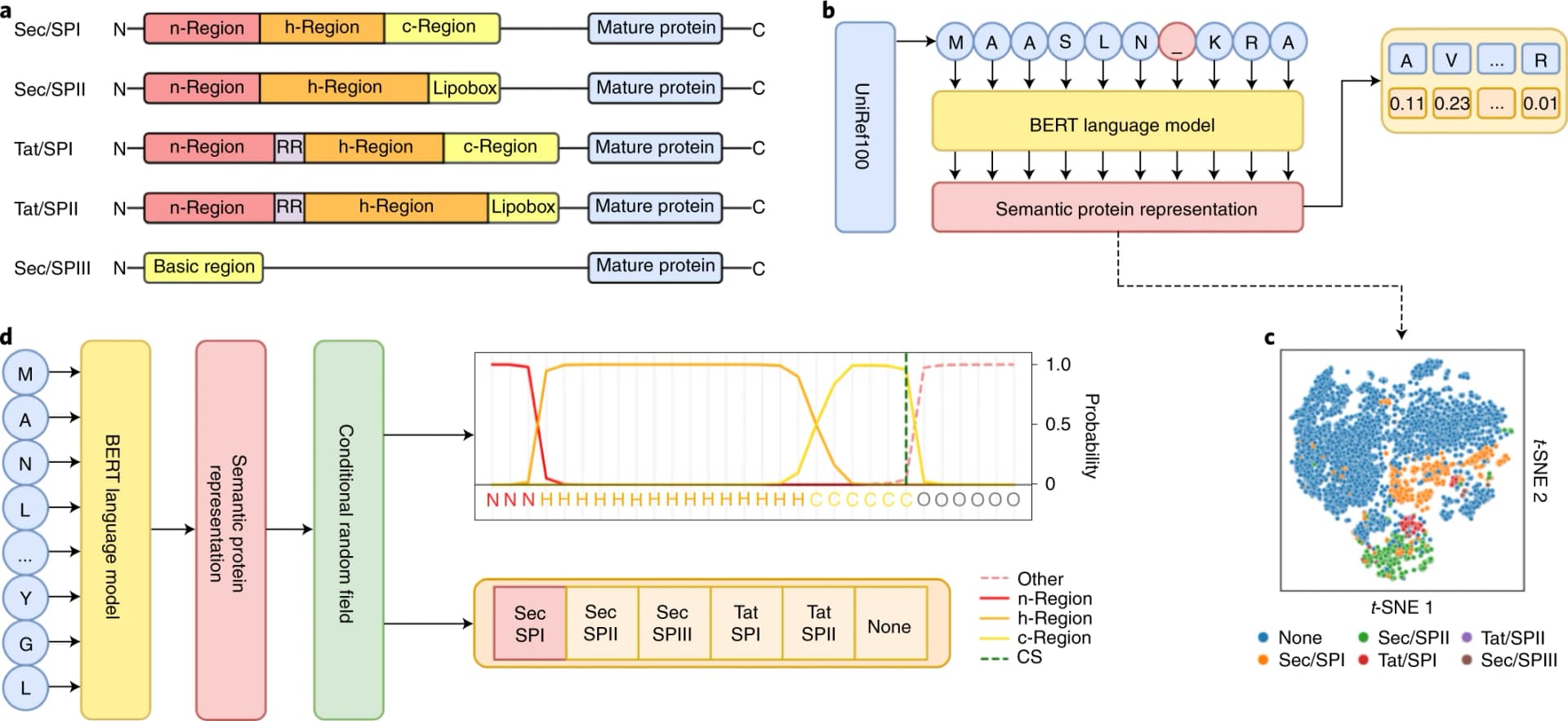 What is SignalP 6.0? Signal peptide prediction explained