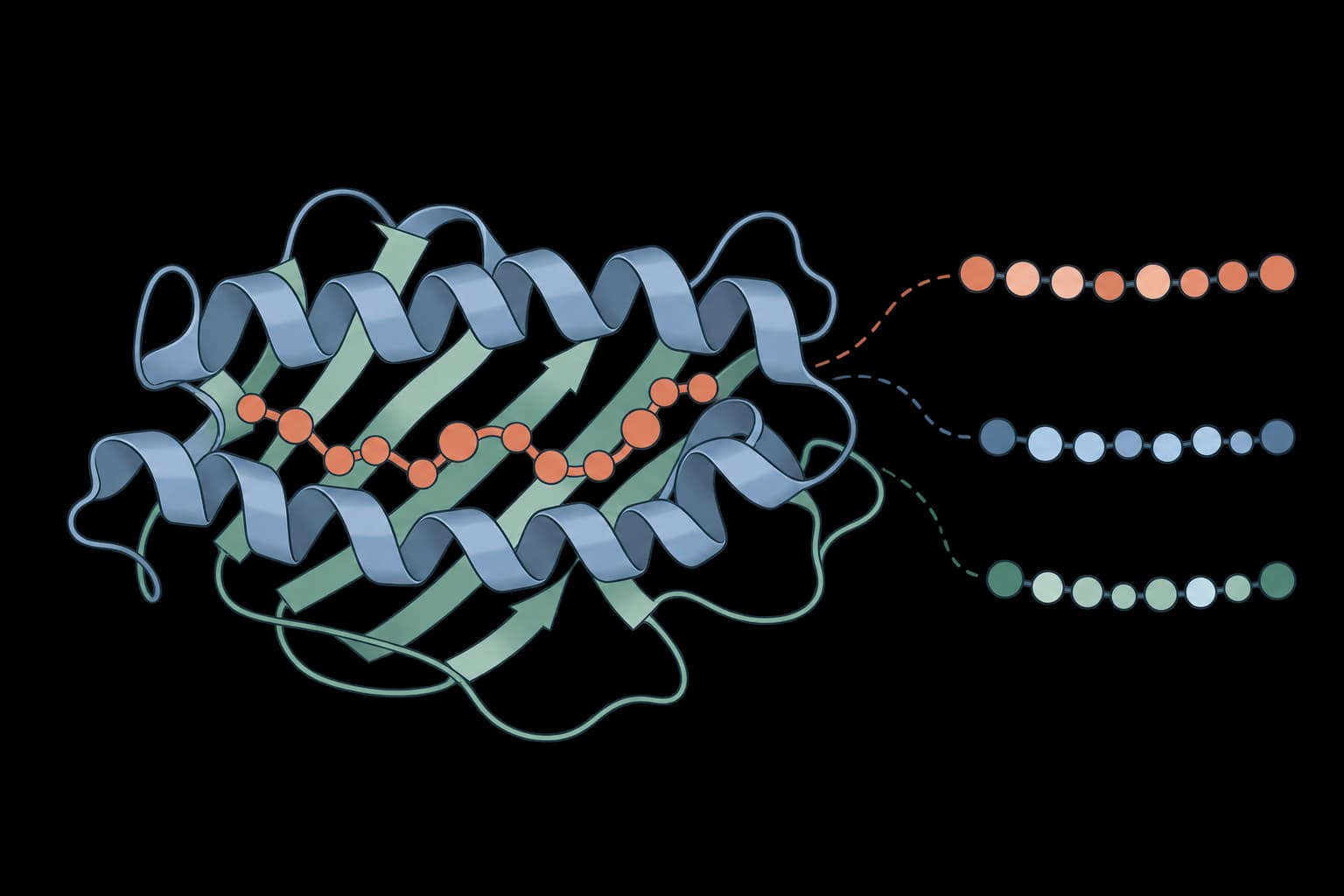 DeepImmuno