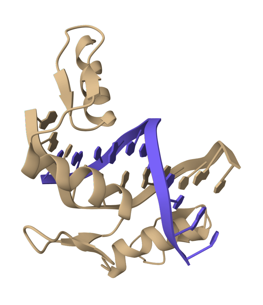 Filter DNA