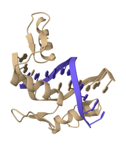 DNA to Protein Converter