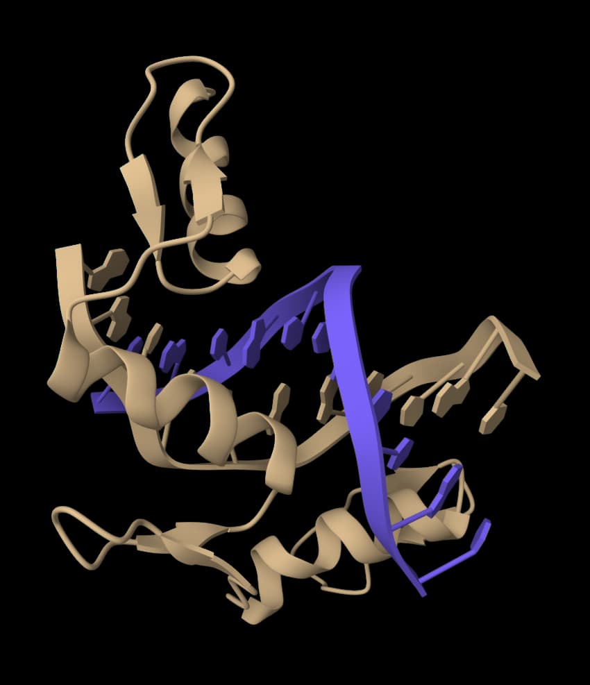 DNA to Protein Converter