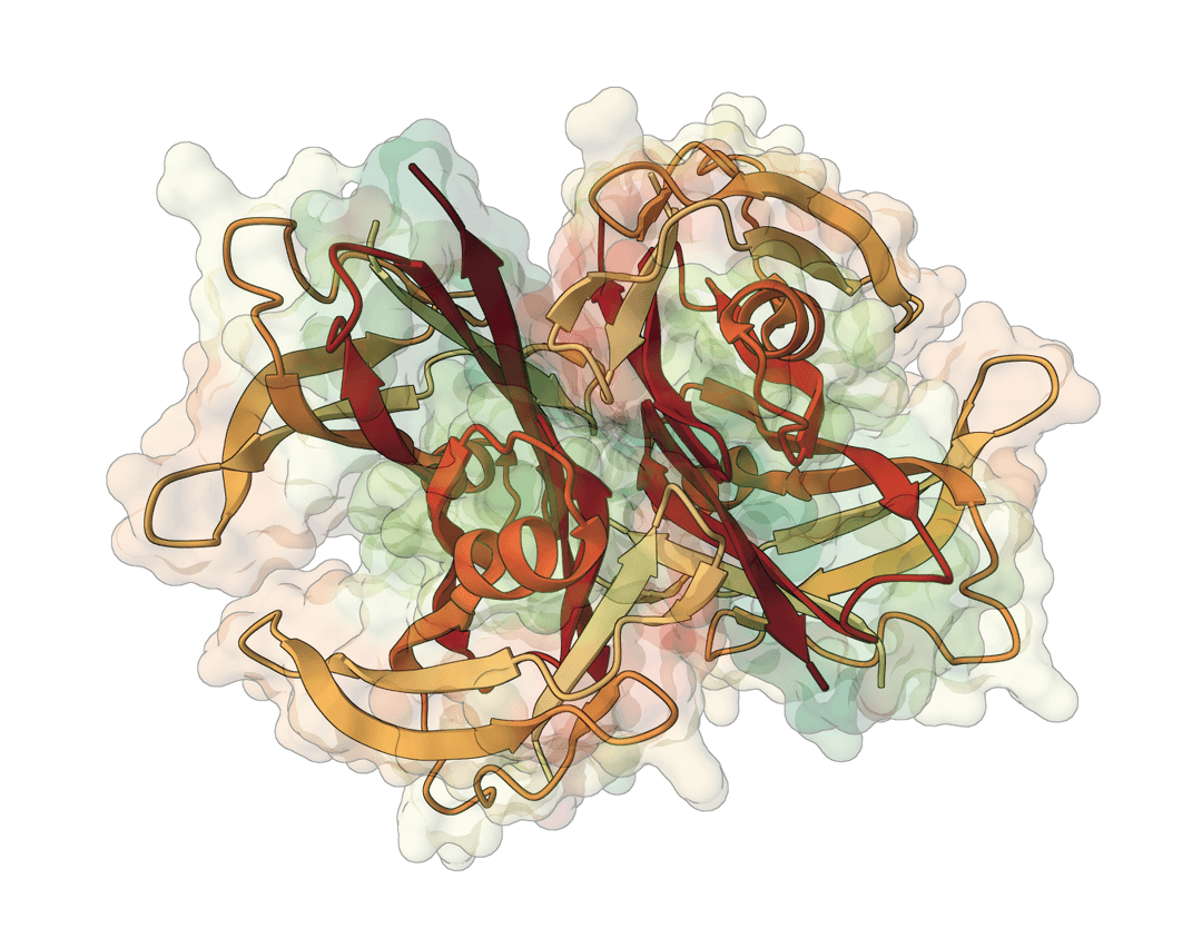 IQ TREE Online Maximum Likelihood Phylogenetic Trees ProteinIQ iq-tree-online-maximum-likelihood-phylogenetic-trees-proteiniq
