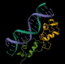 DNA ligation calculator icon