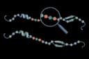 Protein motif scanner icon