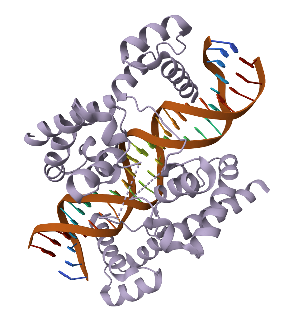 Protein to DNA converter